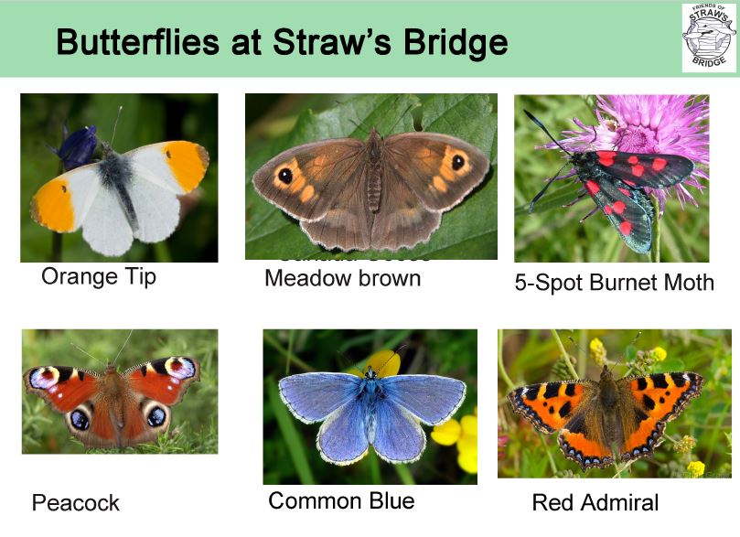 butterfly spotting sheet